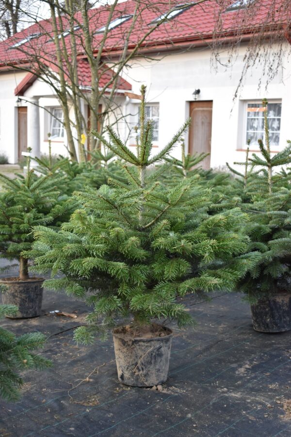 Jodła kaukaska w donicy ukorzeniona wys.120cm - obrazek 2