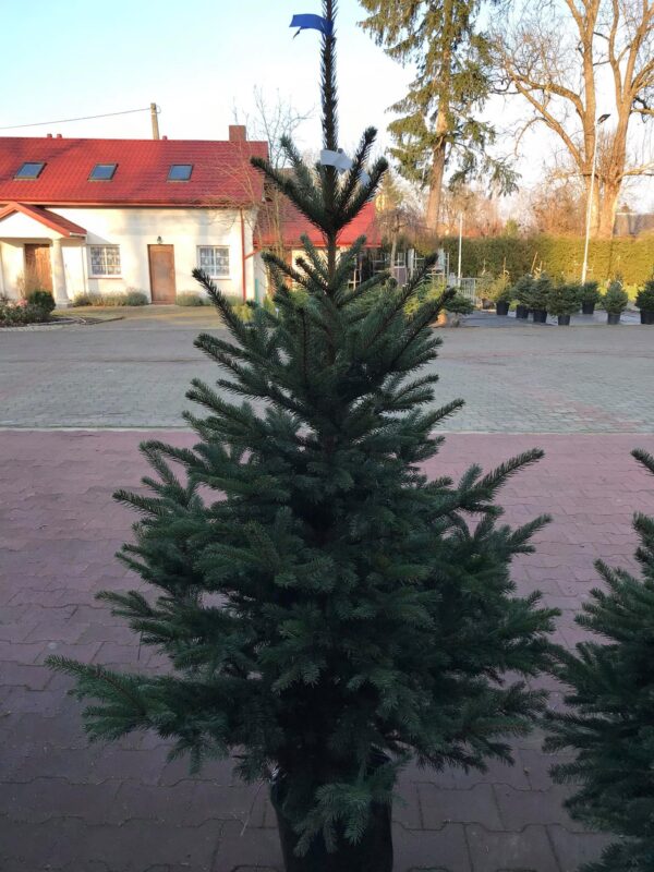 Świerk srebrny w donicy wys.120cm