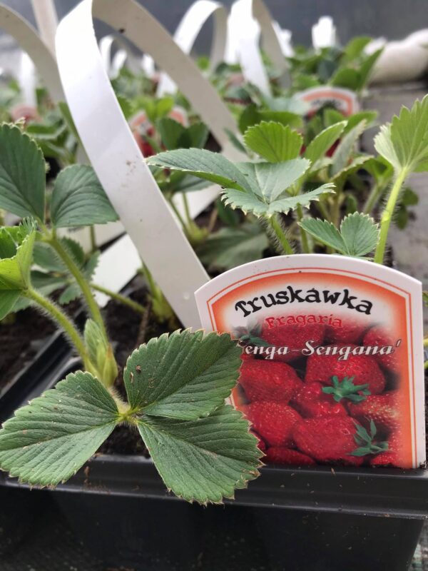 Truskawka Senga Sengana 10szt
