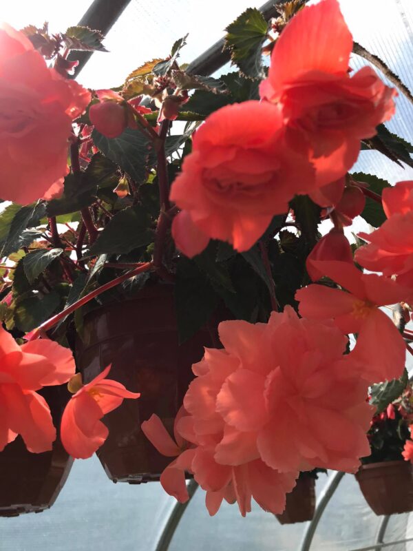 Begonia zwisająca -ampla do zawieszenia