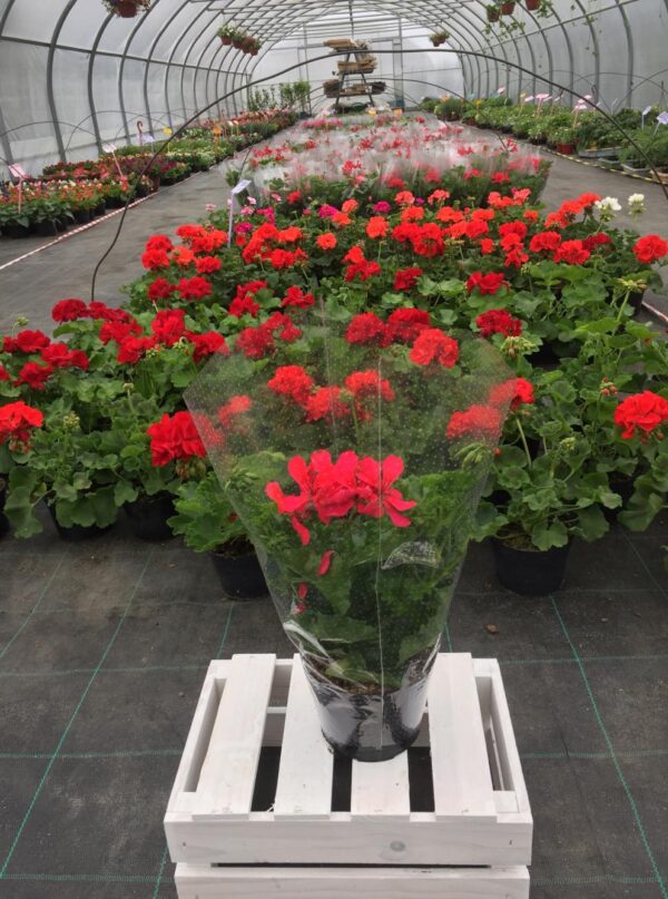 pelargonia zwisająca