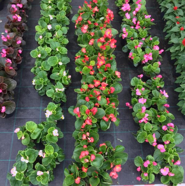 Begonia semperflorens - obrazek 2