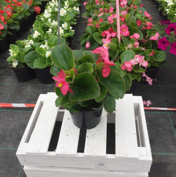 Begonia semperflorens