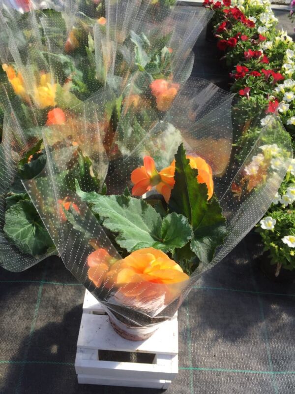 Begonia zwisająca