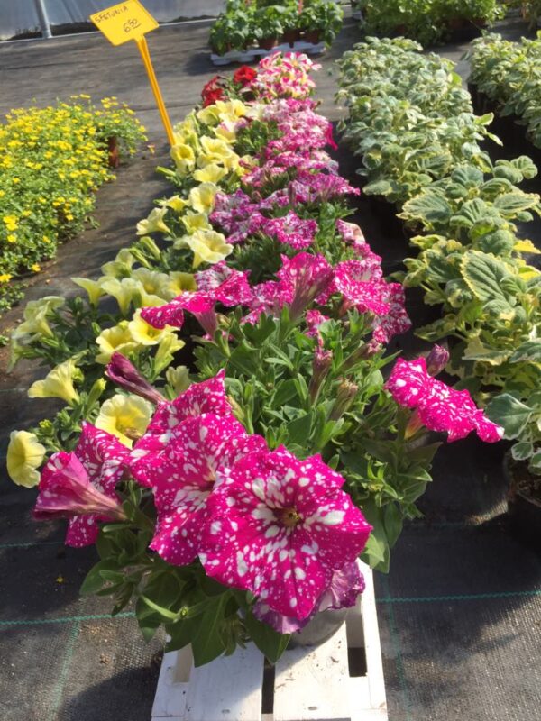 Sfetunia
