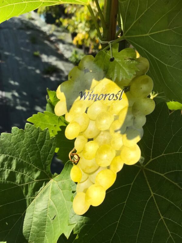 Winorośl BIANCO