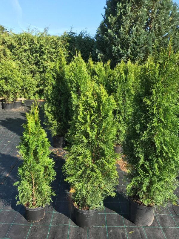 Tuja Smaragd don.5l wys.60-80cm