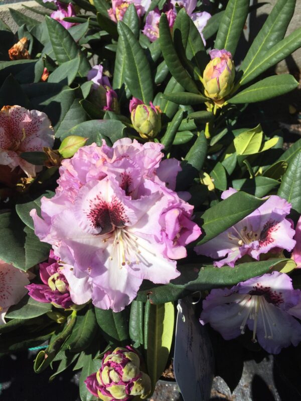 Różanecznik-rhododendron don.20l