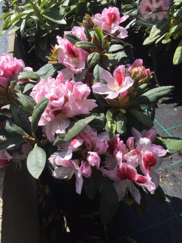 Różanecznik-rhododendron don.20l - obrazek 2