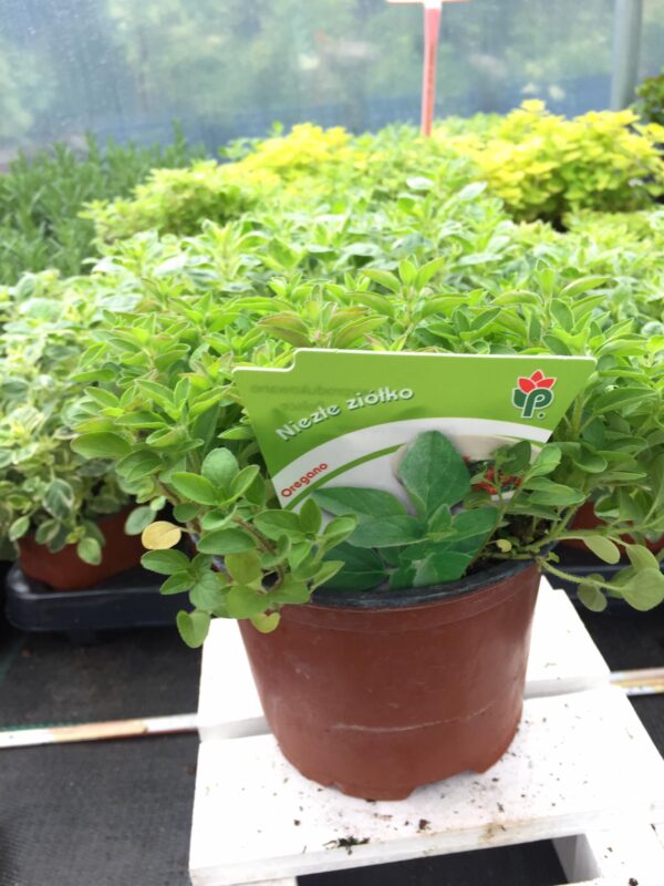 Oregano