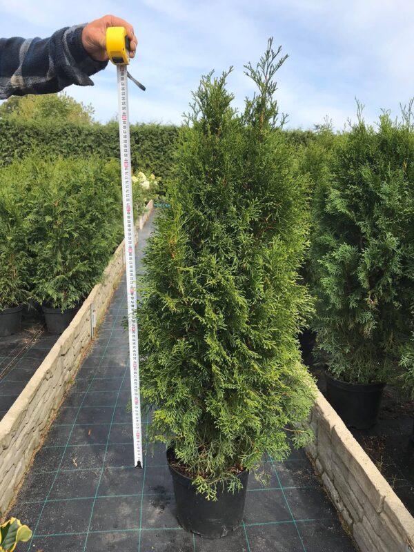 Tuja Smaragd don.10l wys.120-140cm