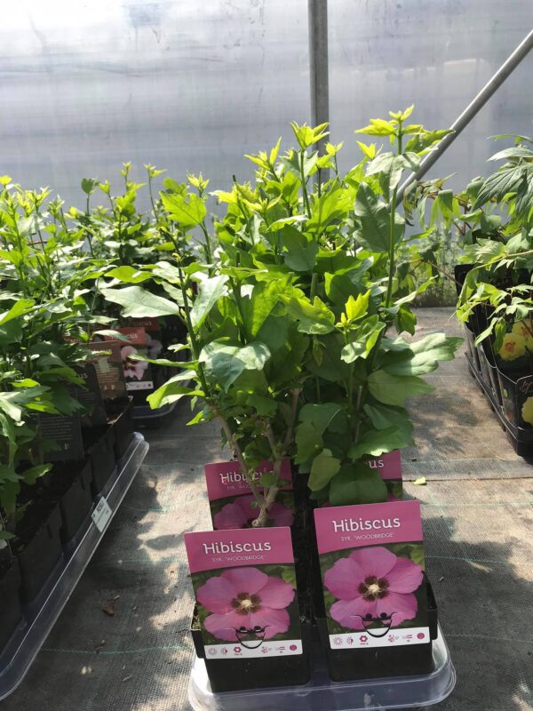 Hibiskus ogrodowy