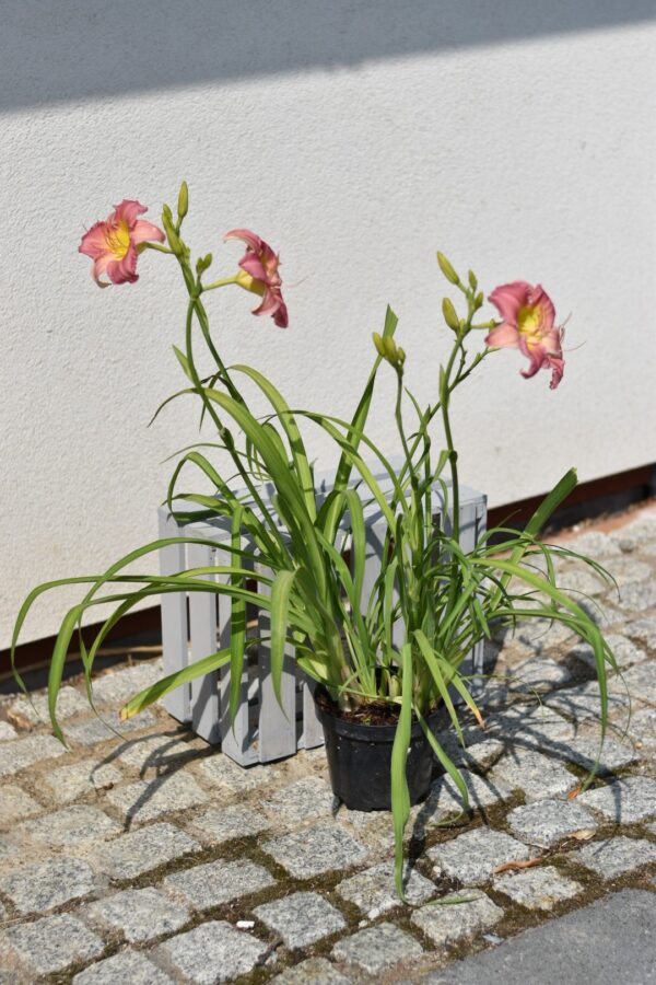 Liliowce w odmianach c5