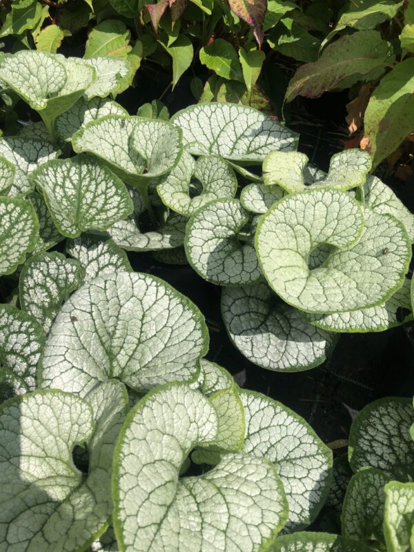 Brunnera wielkolistna ,Silver Heart" don.1,5l