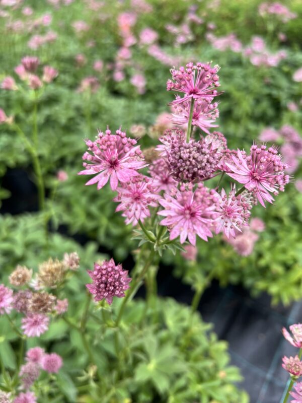 Jarzmianka większa ROMA Astrantia major