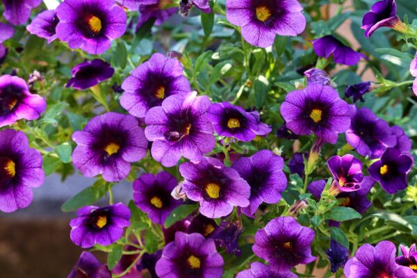 Calibrachoe (Milion Bells) - obrazek 2