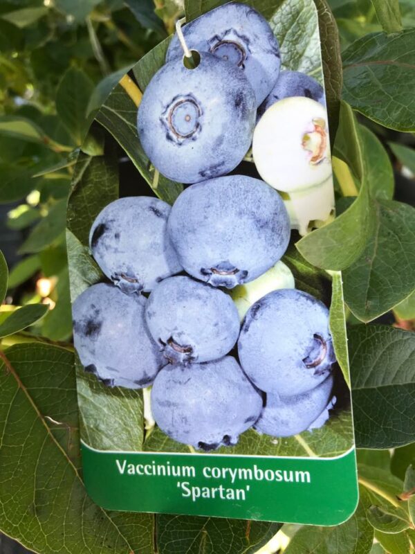 Borówka amerykańska odm.Bluecrop C5l - obrazek 2