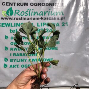 Truskawka Elkat don.12cm