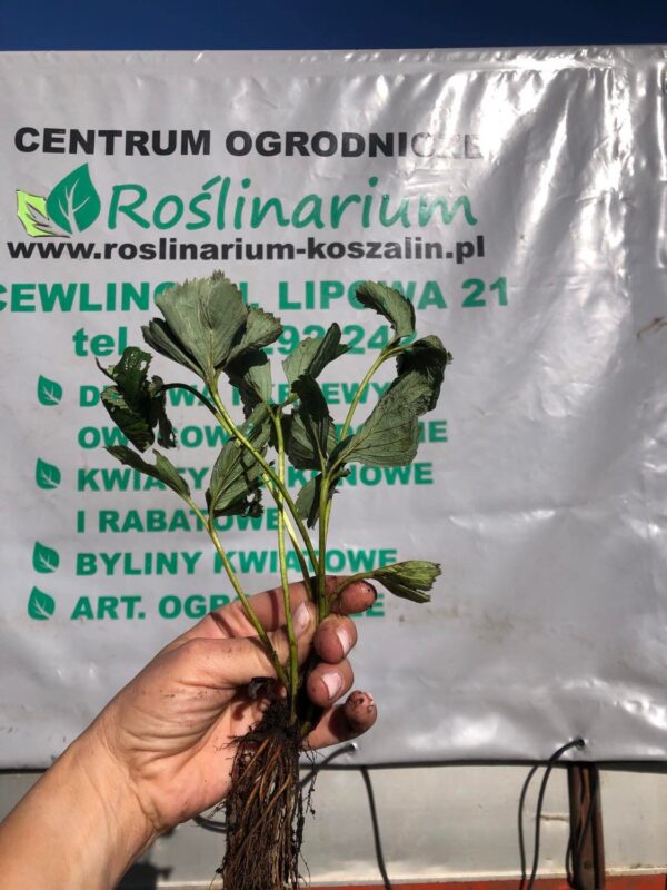 Truskawka Elkat don.12cm