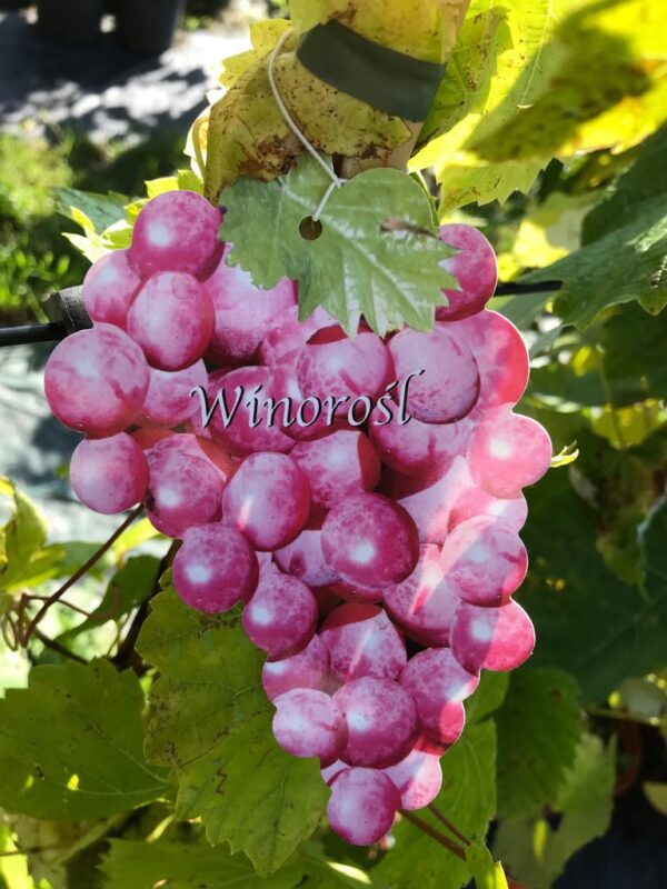 Winorośl  Swenson Red C1,5